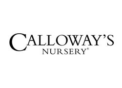 calloways-nursery